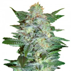 Semillas Yumbolt Feminizada