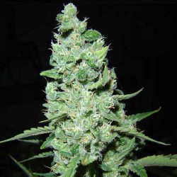 Cogollo de Ak 47 feminizada. Producción y sabor garantizados